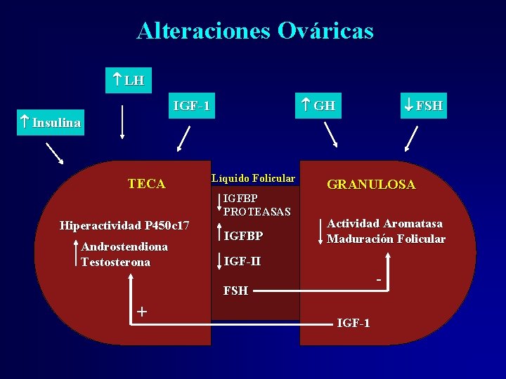 Alteraciones Ováricas LH GH IGF-1 Insulina TECA Hiperactividad P 450 c 17 Androstendiona Testosterona Alteraciones Ováricas LH GH IGF-1 Insulina TECA Hiperactividad P 450 c 17 Androstendiona Testosterona