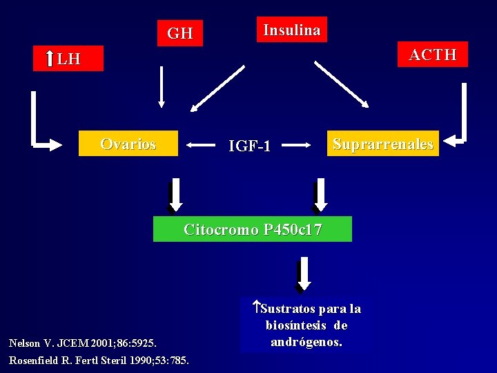 GH Insulina ACTH LH Ovarios IGF-1 Suprarrenales Citocromo P 450 c 17 Nelson V. GH Insulina ACTH LH Ovarios IGF-1 Suprarrenales Citocromo P 450 c 17 Nelson V.