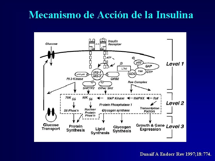 Mecanismo de Acción de la Insulina Dunaif A Endocr Rev 1997; 18: 774. Mecanismo de Acción de la Insulina Dunaif A Endocr Rev 1997; 18: 774.