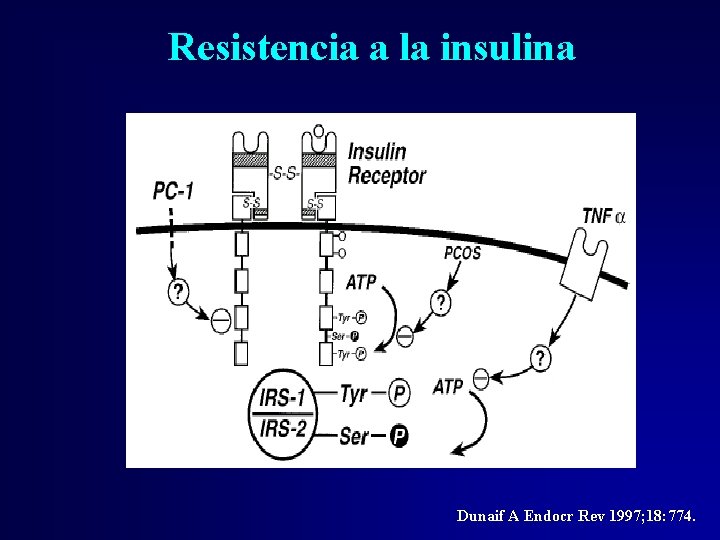 Resistencia a la insulina Dunaif A Endocr Rev 1997; 18: 774. Resistencia a la insulina Dunaif A Endocr Rev 1997; 18: 774.