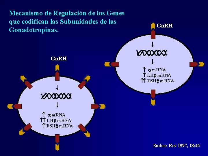 Mecanismo de Regulación de los Genes que codifican las Subunidades de las Gonadotropinas. Gn. Mecanismo de Regulación de los Genes que codifican las Subunidades de las Gonadotropinas. Gn.
