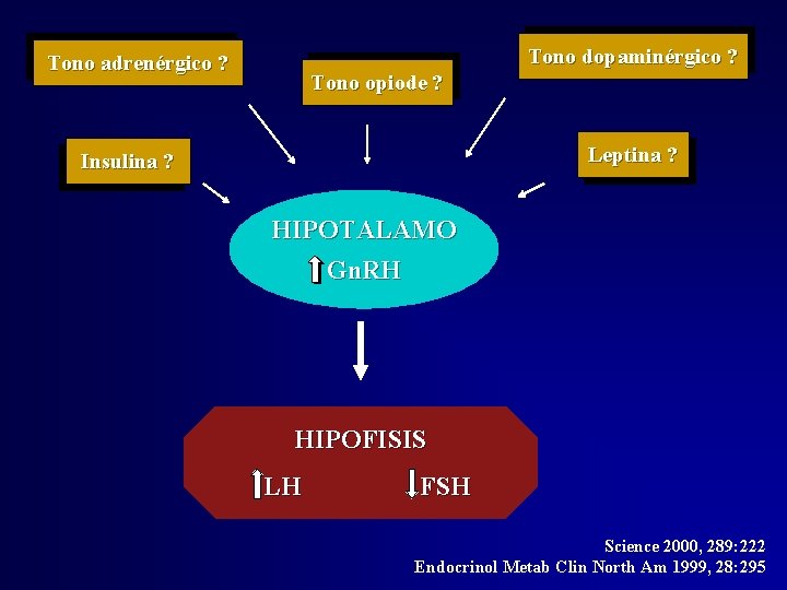 Tono dopaminérgico ? Tono adrenérgico ? Tono opiode ? Leptina ? Insulina ? HIPOTALAMO Tono dopaminérgico ? Tono adrenérgico ? Tono opiode ? Leptina ? Insulina ? HIPOTALAMO