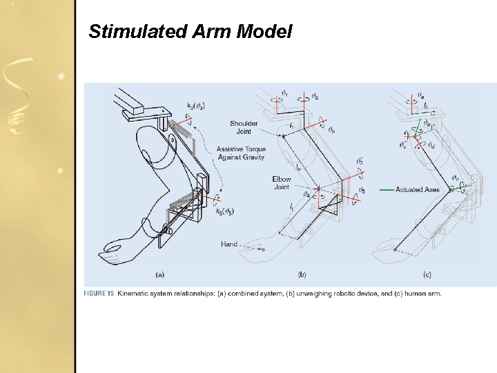 Stimulated Arm Model Stimulated Arm Model