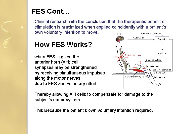 FES Cont… Clinical research with the conclusion that therapeutic benefit of stimulation is maximized FES Cont… Clinical research with the conclusion that therapeutic benefit of stimulation is maximized
