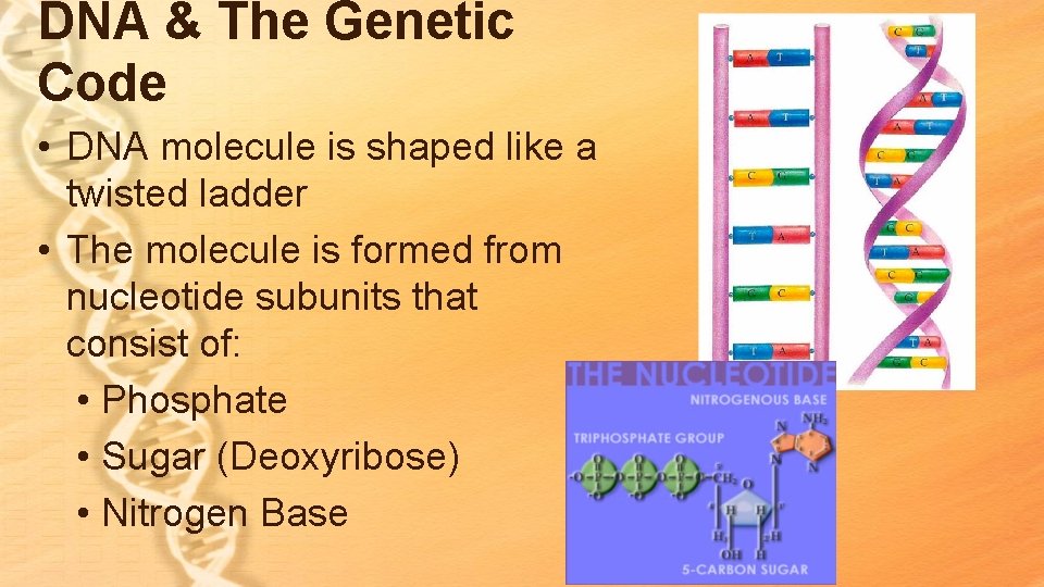 DNA & The Genetic Code • DNA molecule is shaped like a twisted ladder DNA & The Genetic Code • DNA molecule is shaped like a twisted ladder