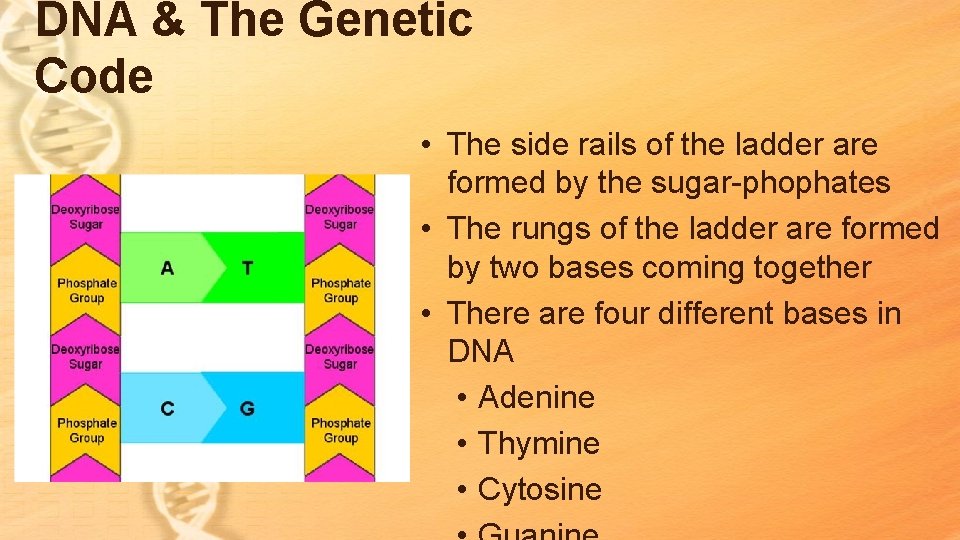 DNA & The Genetic Code • The side rails of the ladder are formed DNA & The Genetic Code • The side rails of the ladder are formed