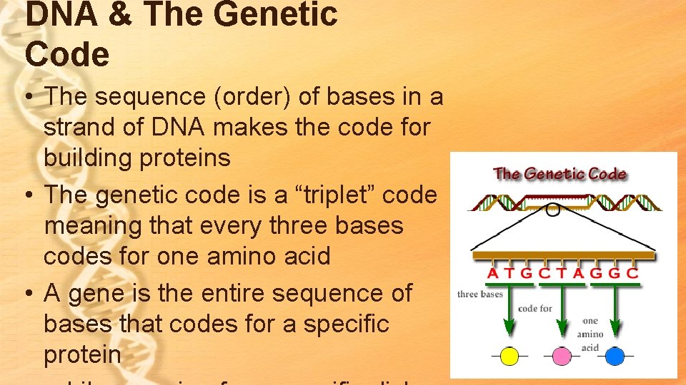 DNA & The Genetic Code • The sequence (order) of bases in a strand DNA & The Genetic Code • The sequence (order) of bases in a strand