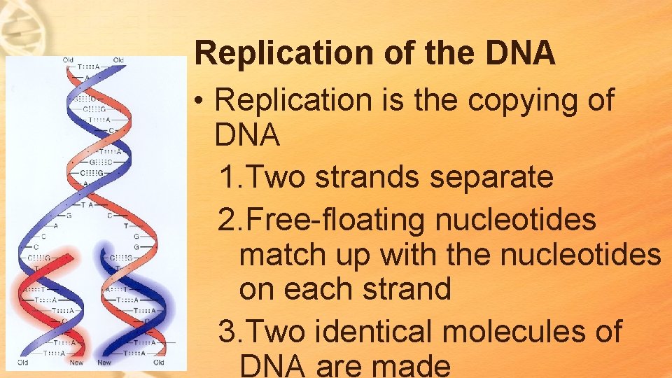 Replication of the DNA • Replication is the copying of DNA 1. Two strands Replication of the DNA • Replication is the copying of DNA 1. Two strands