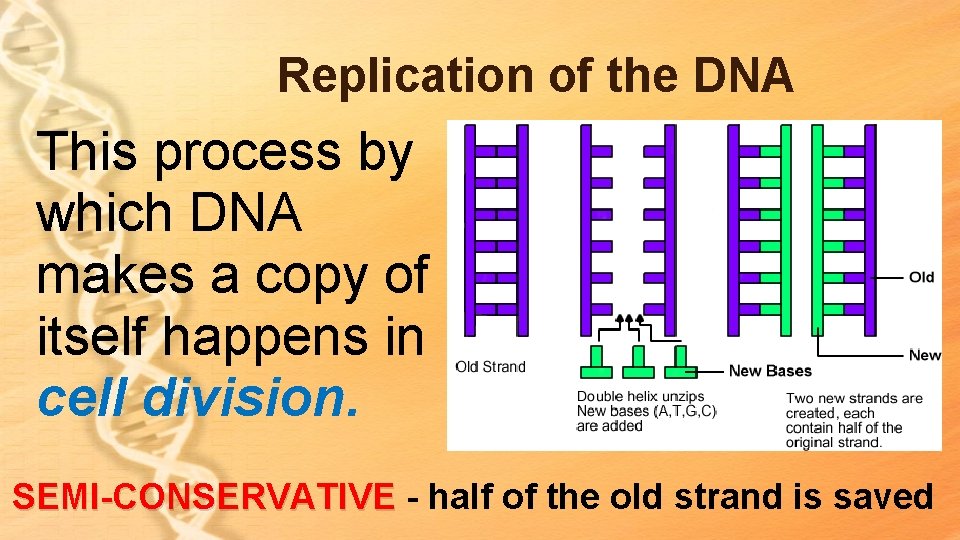 Replication of the DNA This process by which DNA makes a copy of itself Replication of the DNA This process by which DNA makes a copy of itself