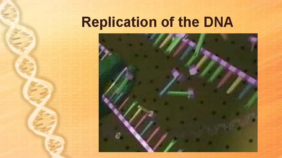 Replication of the DNA Replication of the DNA