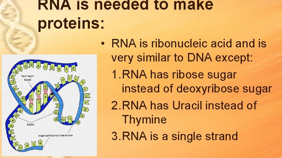 RNA is needed to make proteins: • RNA is ribonucleic acid and is very RNA is needed to make proteins: • RNA is ribonucleic acid and is very