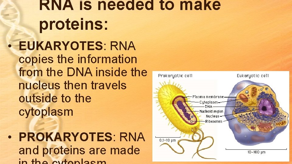 RNA is needed to make proteins: • EUKARYOTES: RNA copies the information from the RNA is needed to make proteins: • EUKARYOTES: RNA copies the information from the