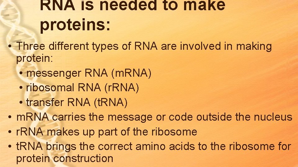 RNA is needed to make proteins: • Three different types of RNA are involved RNA is needed to make proteins: • Three different types of RNA are involved