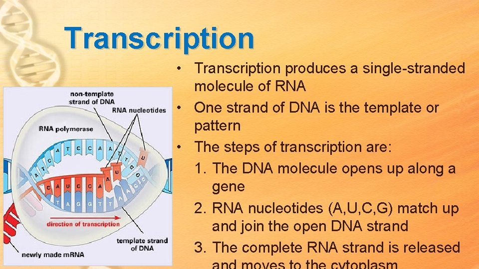 Transcription • Transcription produces a single-stranded molecule of RNA • One strand of DNA Transcription • Transcription produces a single-stranded molecule of RNA • One strand of DNA