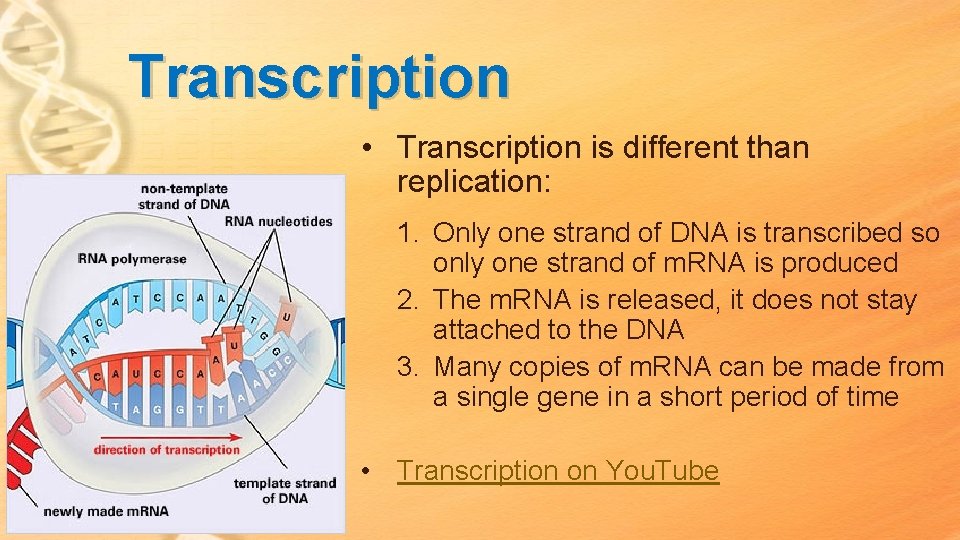 Transcription • Transcription is different than replication: 1. Only one strand of DNA is Transcription • Transcription is different than replication: 1. Only one strand of DNA is