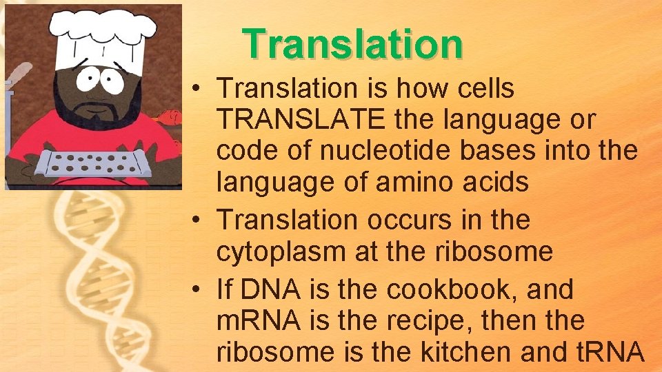 Translation • Translation is how cells TRANSLATE the language or code of nucleotide bases Translation • Translation is how cells TRANSLATE the language or code of nucleotide bases