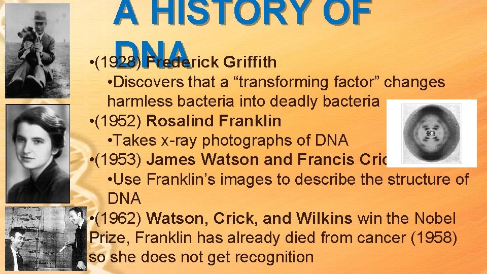 A HISTORY OF DNA • (1928) Frederick Griffith • Discovers that a “transforming factor” A HISTORY OF DNA • (1928) Frederick Griffith • Discovers that a “transforming factor”