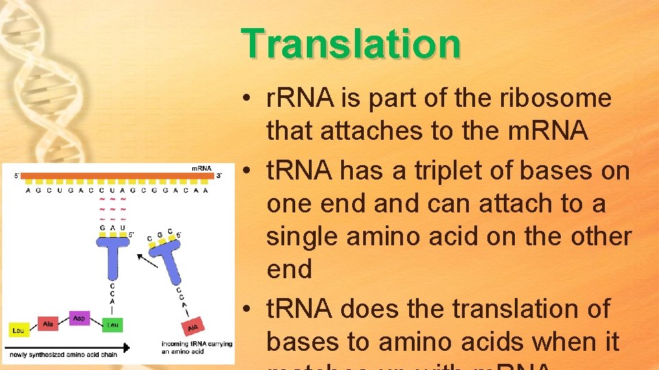 Translation • r. RNA is part of the ribosome that attaches to the m. Translation • r. RNA is part of the ribosome that attaches to the m.