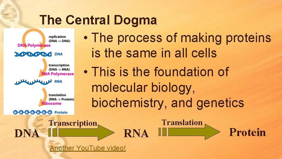 The Central Dogma • The process of making proteins is the same in all The Central Dogma • The process of making proteins is the same in all