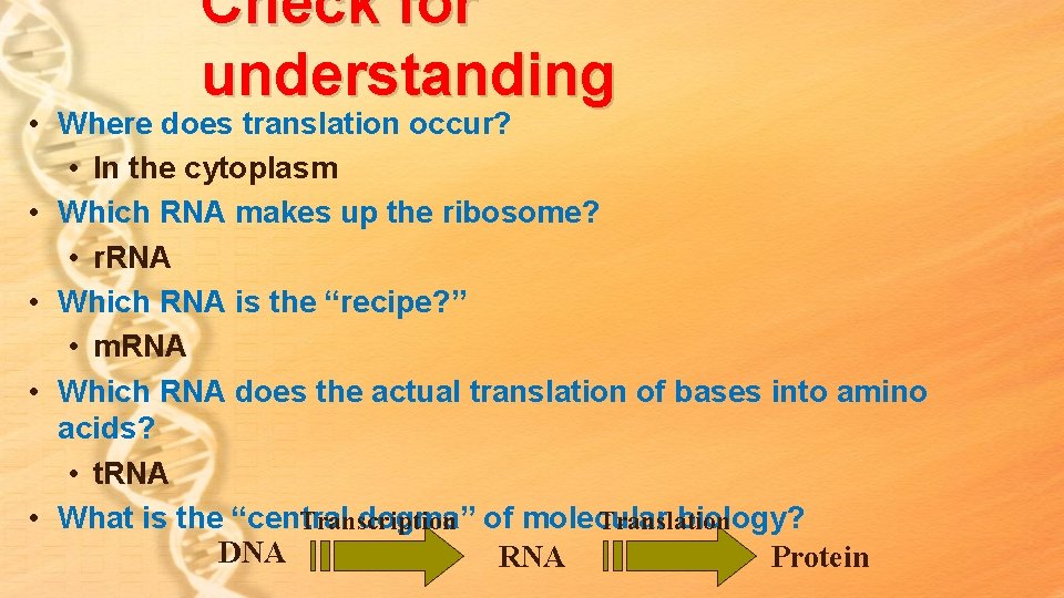 Check for understanding • Where does translation occur? • In the cytoplasm • Which Check for understanding • Where does translation occur? • In the cytoplasm • Which