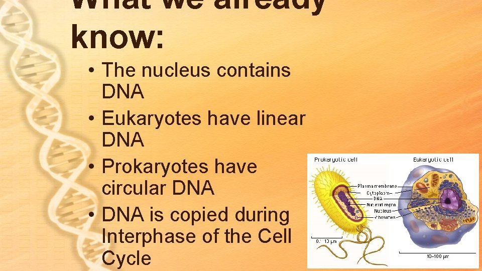 What we already know: • The nucleus contains DNA • Eukaryotes have linear DNA What we already know: • The nucleus contains DNA • Eukaryotes have linear DNA