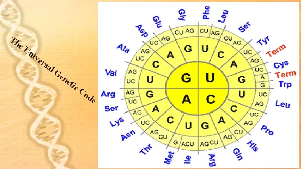 Th e. U niv e rsa l. G en eti c. C od e Th e. U niv e rsa l. G en eti c. C od e