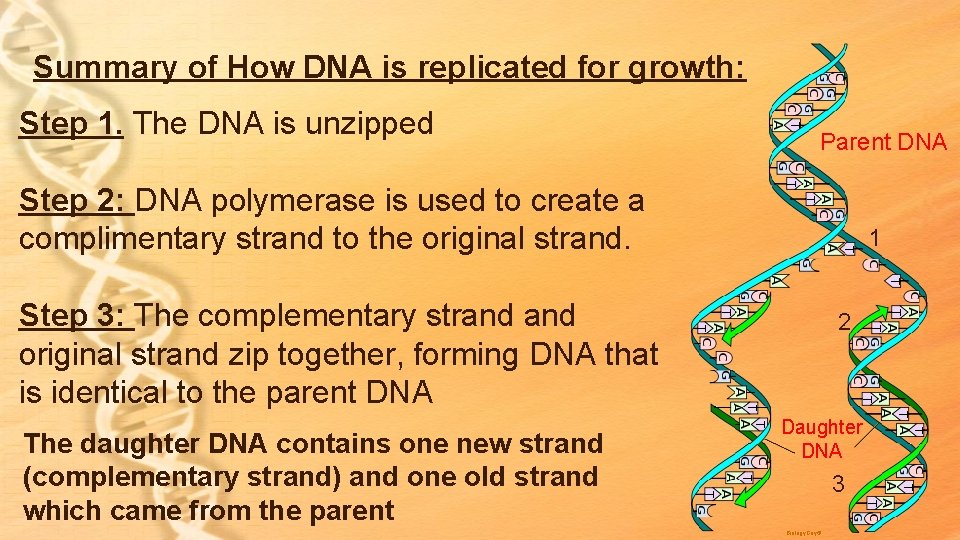 Summary of How DNA is replicated for growth: Step 1. The DNA is unzipped Summary of How DNA is replicated for growth: Step 1. The DNA is unzipped