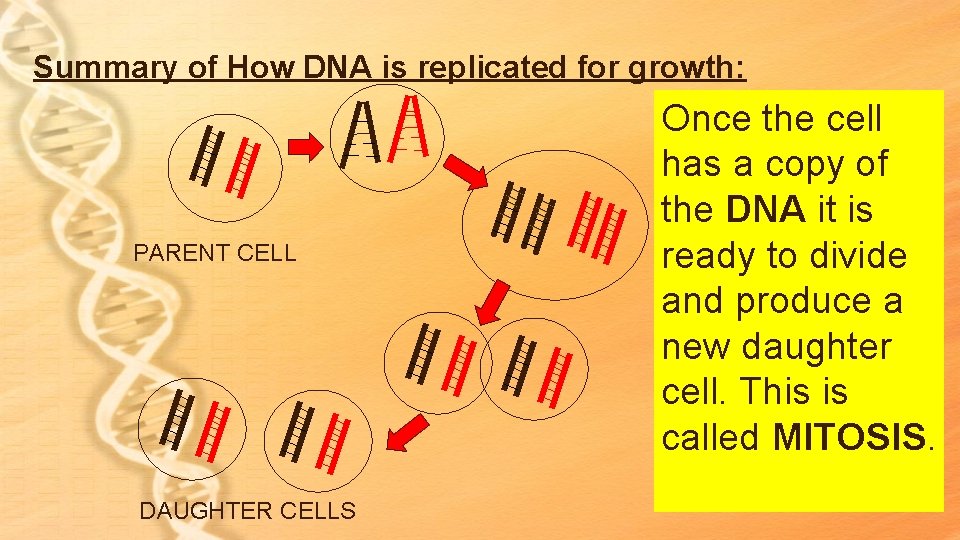 Summary of How DNA is replicated for growth: PARENT CELL DAUGHTER CELLS Once the Summary of How DNA is replicated for growth: PARENT CELL DAUGHTER CELLS Once the