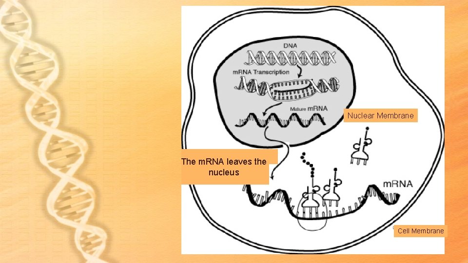Nuclear Membrane The m. RNA leaves the nucleus 4. Cell Membrane Nuclear Membrane The m. RNA leaves the nucleus 4. Cell Membrane