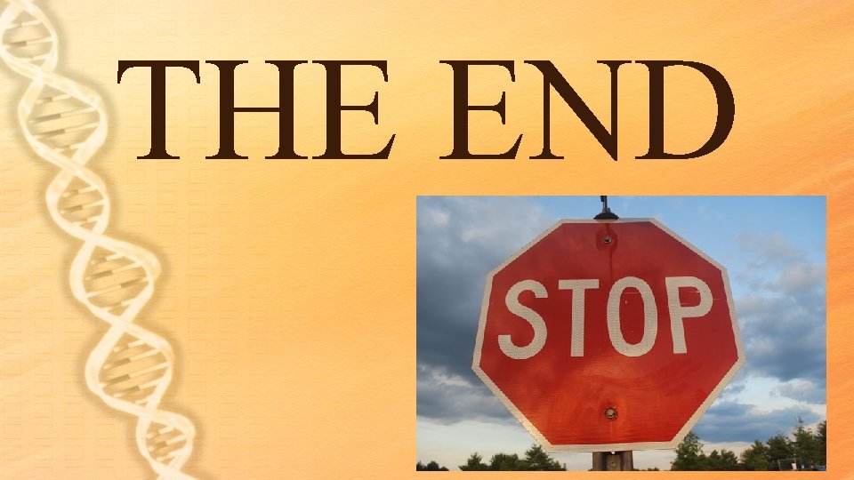 THE END THE END