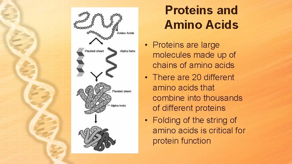 Proteins and Amino Acids • Proteins are large molecules made up of chains of Proteins and Amino Acids • Proteins are large molecules made up of chains of