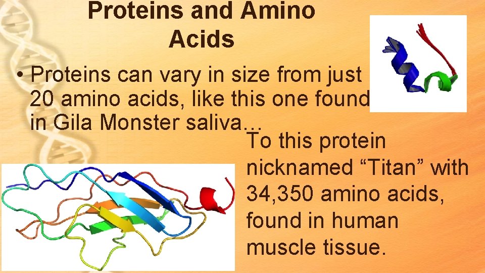 Proteins and Amino Acids • Proteins can vary in size from just 20 amino Proteins and Amino Acids • Proteins can vary in size from just 20 amino