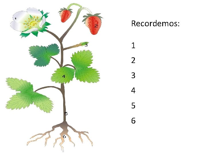 Recordemos: 1 2 3 4 5 6 