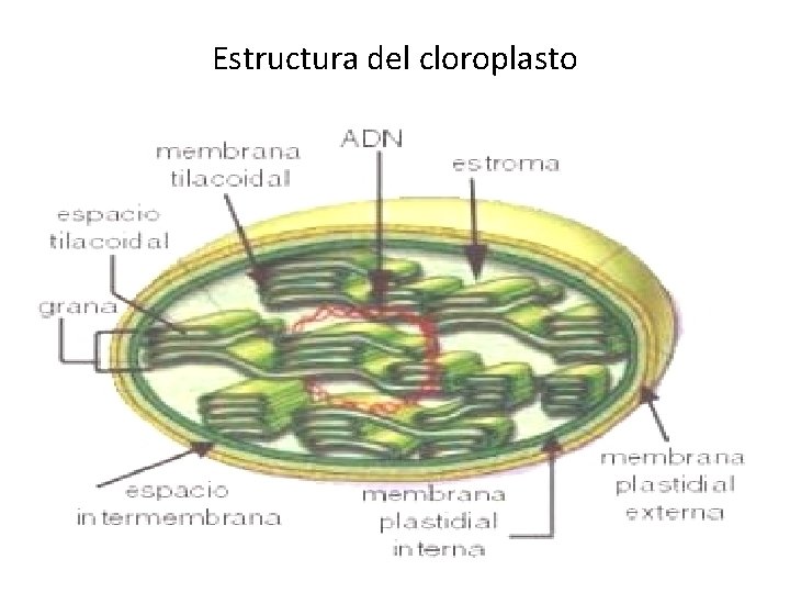 Estructura del cloroplasto 