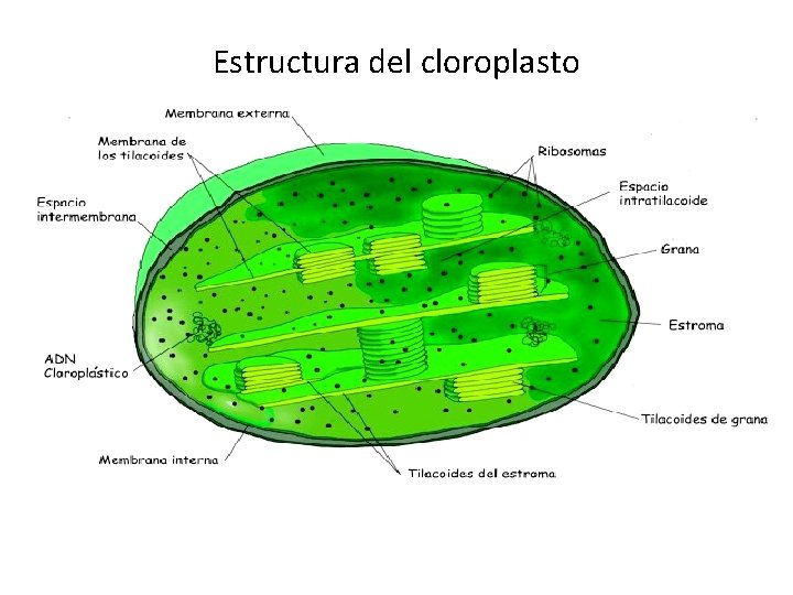 Estructura del cloroplasto 