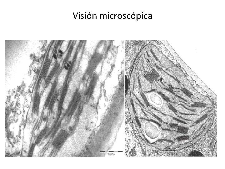 Visión microscópica 