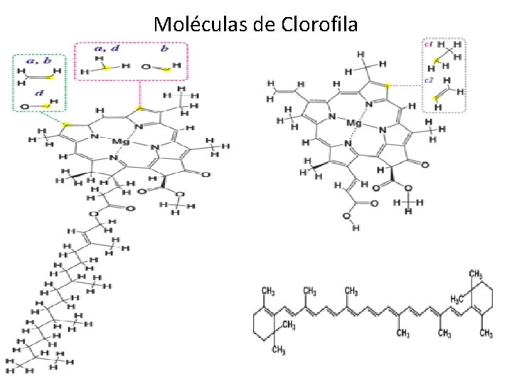 Moléculas de Clorofila 