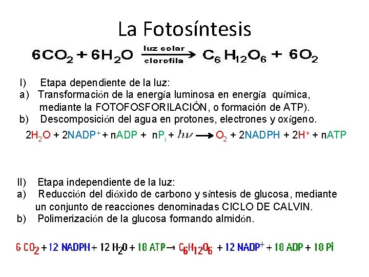 La Fotosíntesis I) Etapa dependiente de la luz: a) Transformación de la energía luminosa