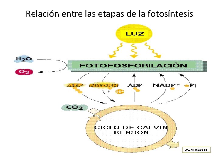 Relación entre las etapas de la fotosíntesis 