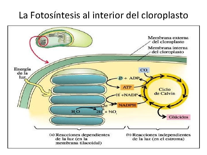 La Fotosíntesis al interior del cloroplasto 