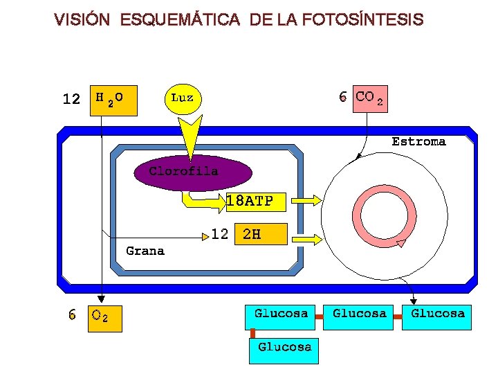 VISIÓN ESQUEMÁTICA DE LA FOTOSÍNTESIS 