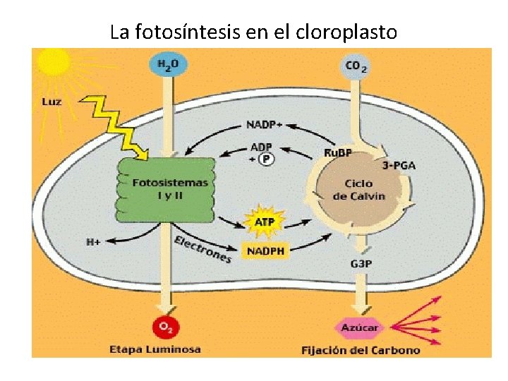 La fotosíntesis en el cloroplasto 