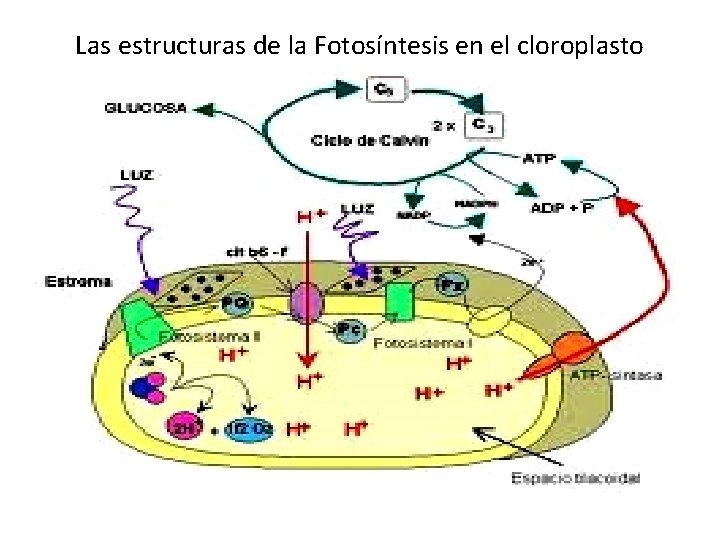 Las estructuras de la Fotosíntesis en el cloroplasto 