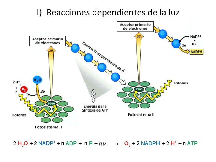 I) Reacciones dependientes de la luz 2 H 2 O + 2 NADP+ +