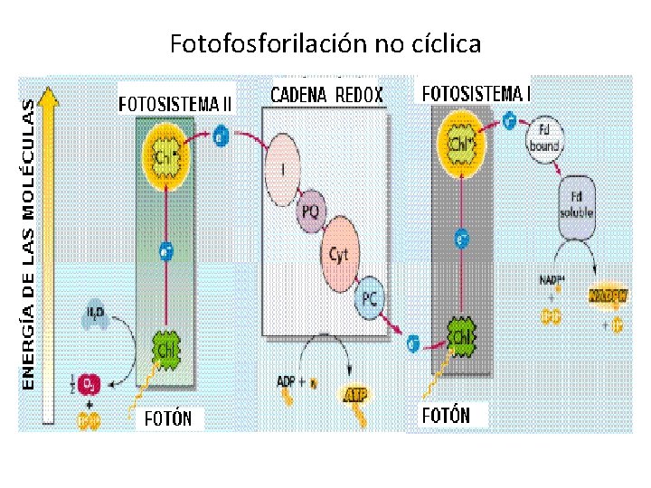 Fotofosforilación no cíclica 