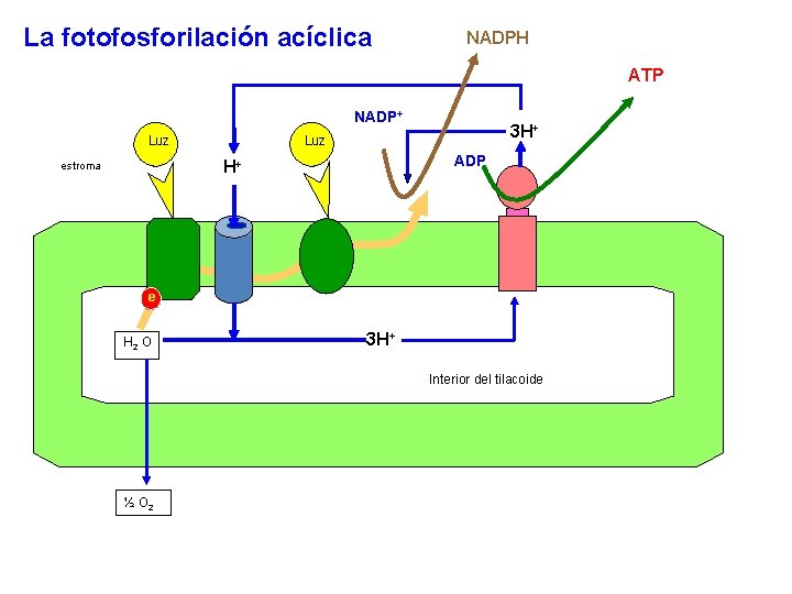 La fotofosforilación acíclica NADPH ATP NADP+ Luz ADP H+ estroma 3 H+ e H