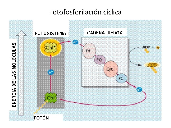 Fotofosforilación cíclica 