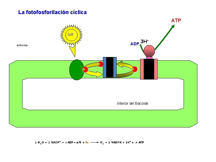 La fotofosforilación cíclica ATP Luz ADP estroma 3 H+ e e e Interior del