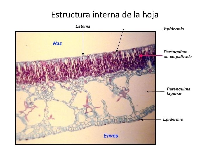 Estructura interna de la hoja 