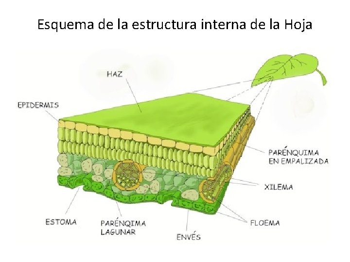 Esquema de la estructura interna de la Hoja 